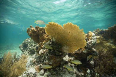 Cuba Flyfish Adventures 08-2015 2015-08-flyfish-adventures-cuba-16.jpg
